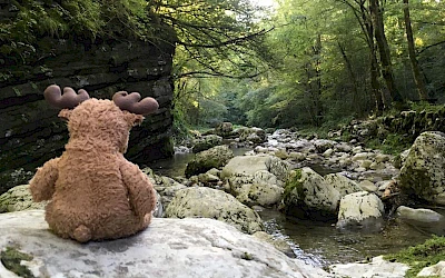 Reisemaskottchen Ole Einar im Wald am Fluss
