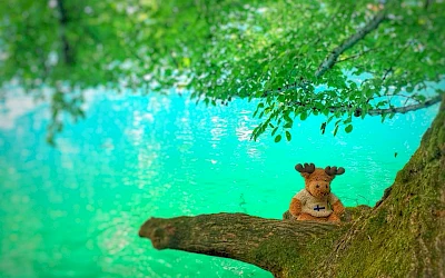 Reisemaskottchen Ole Einar auf einem Baum über einem See