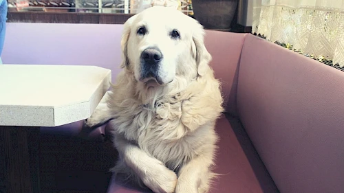 Hund von Bäckerin Pia Lendl Weißhaariger Hund