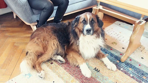 Hund Leo Bernermischling namens Leo